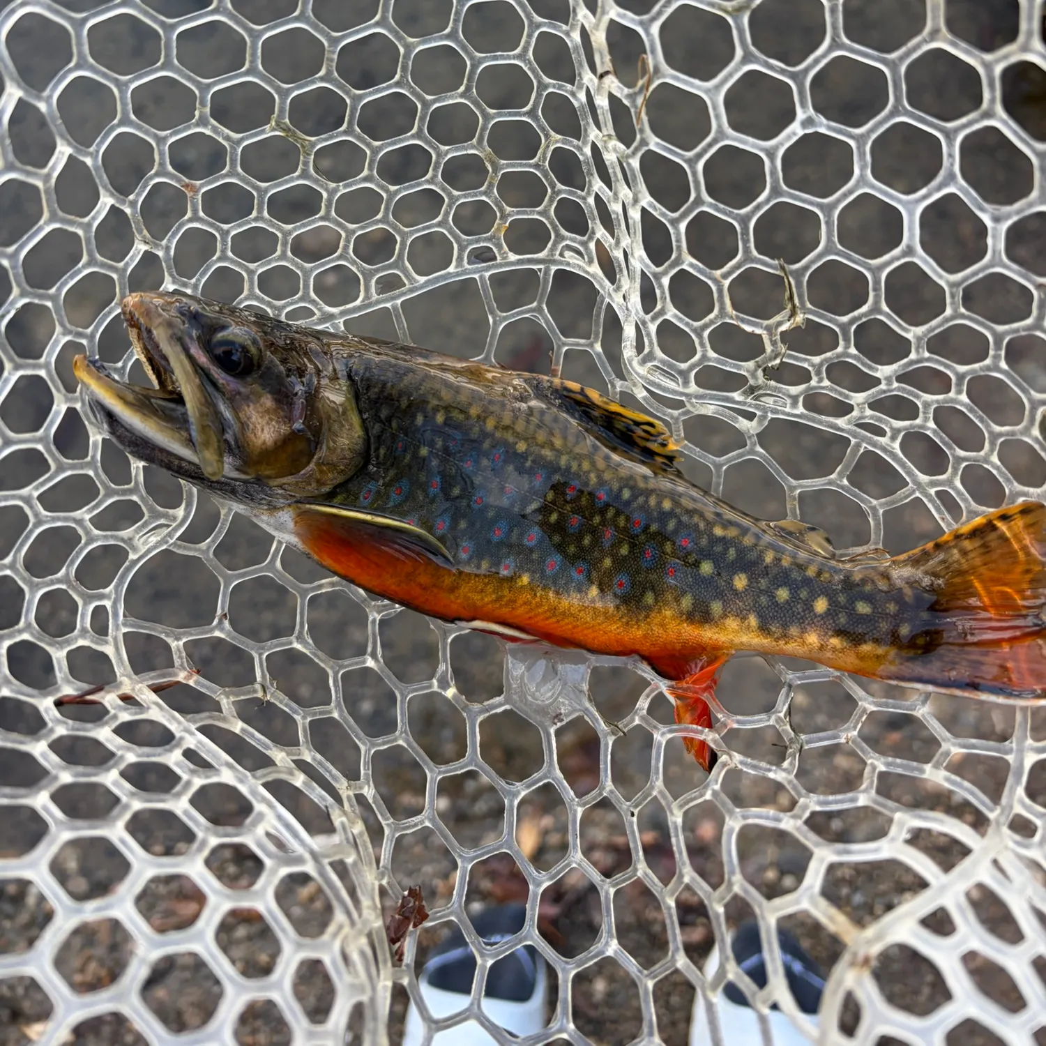Brook trout caught on Fishbrain