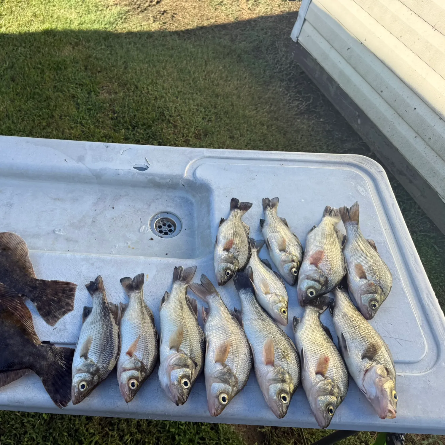 Fish caught on Fishbrain