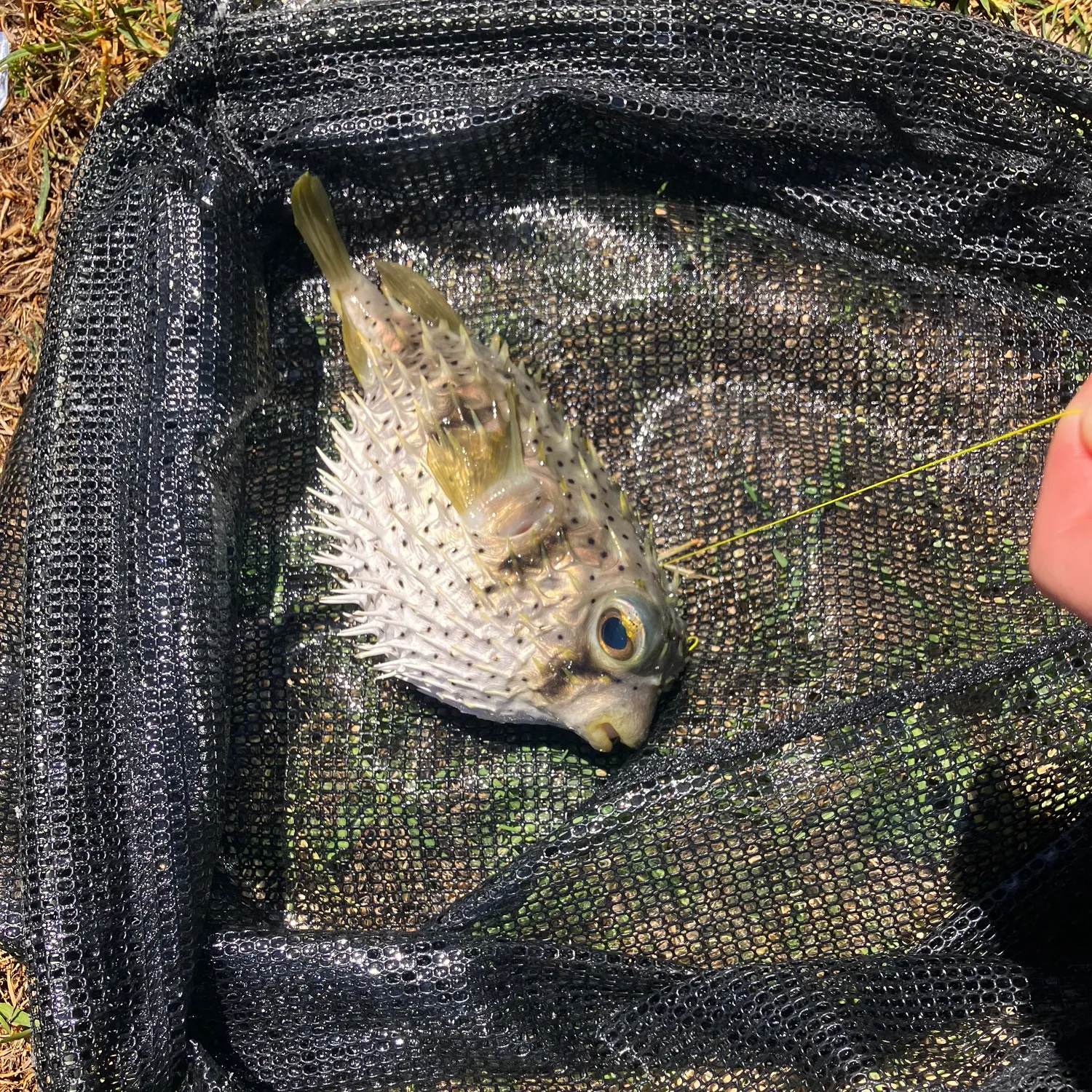 The most recent Milkspotted puffer catches on Fishbrain