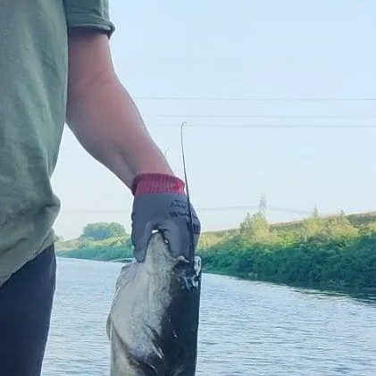 The most recent Wels catfish catches on Fishbrain