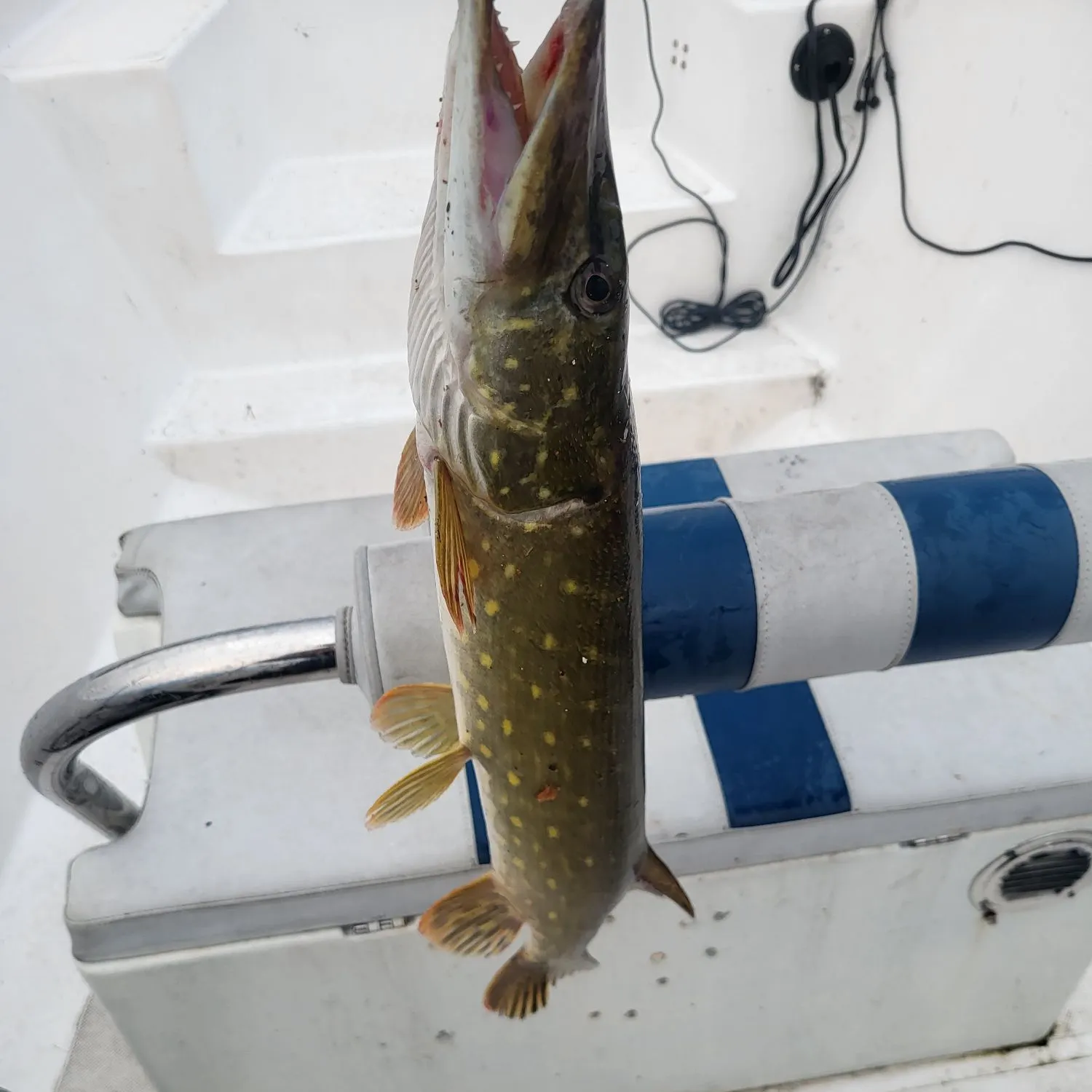 Northern pike caught on Fishbrain