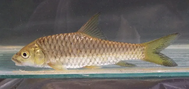 Deccan mahseer