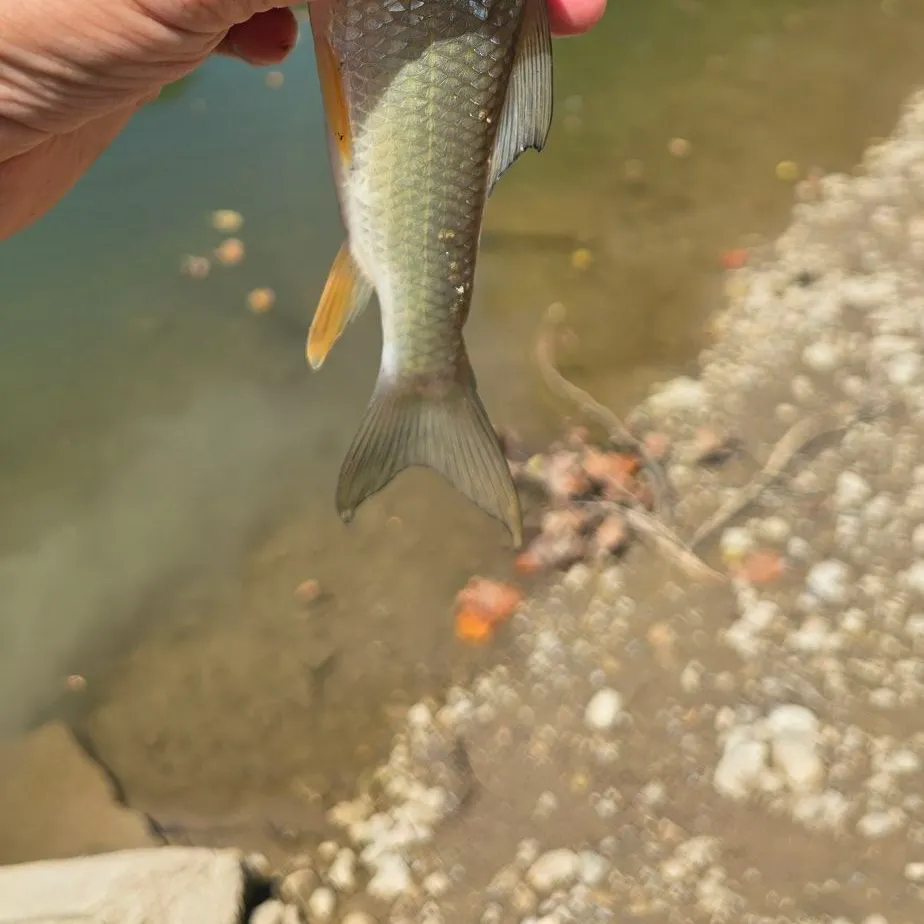 Shorthead redhorse caught on Fishbrain