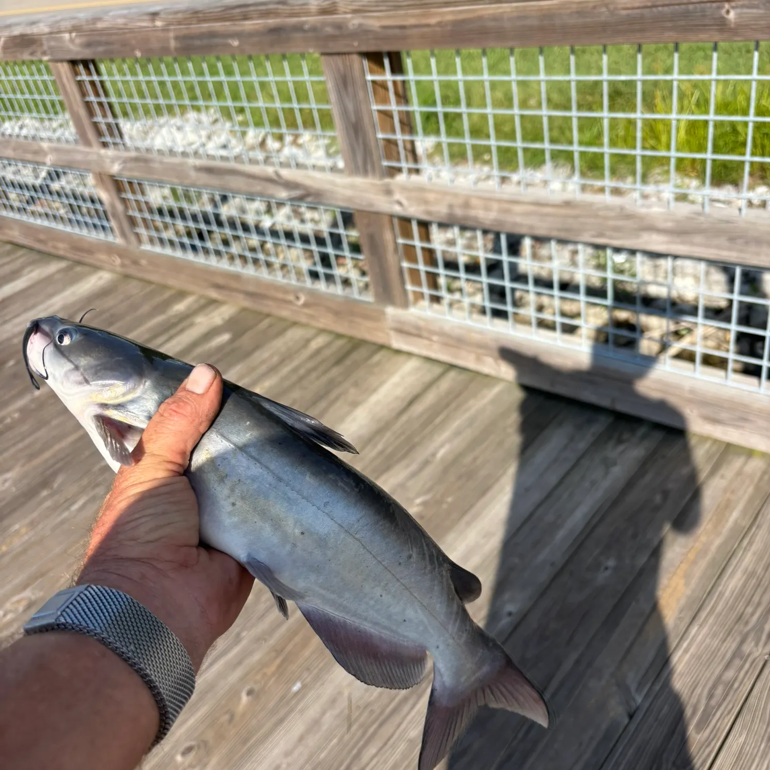 catch