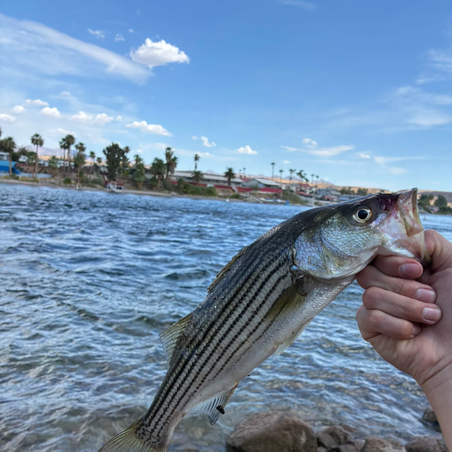 Striped bass caught on Fishbrain