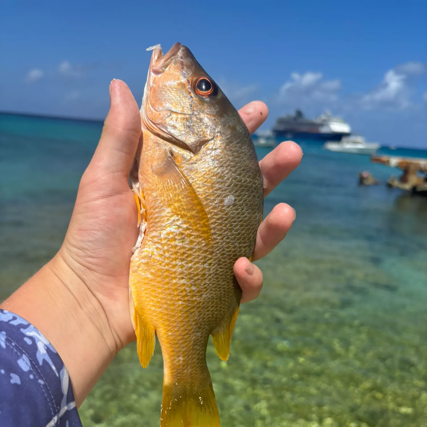 The most recent Schoolmaster snapper catches on Fishbrain