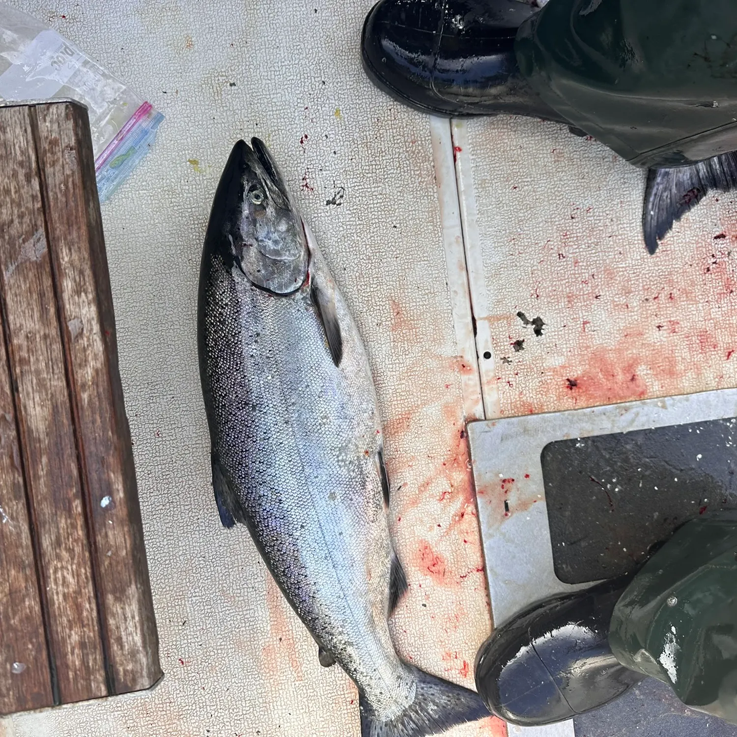 Chinook salmon caught on Fishbrain