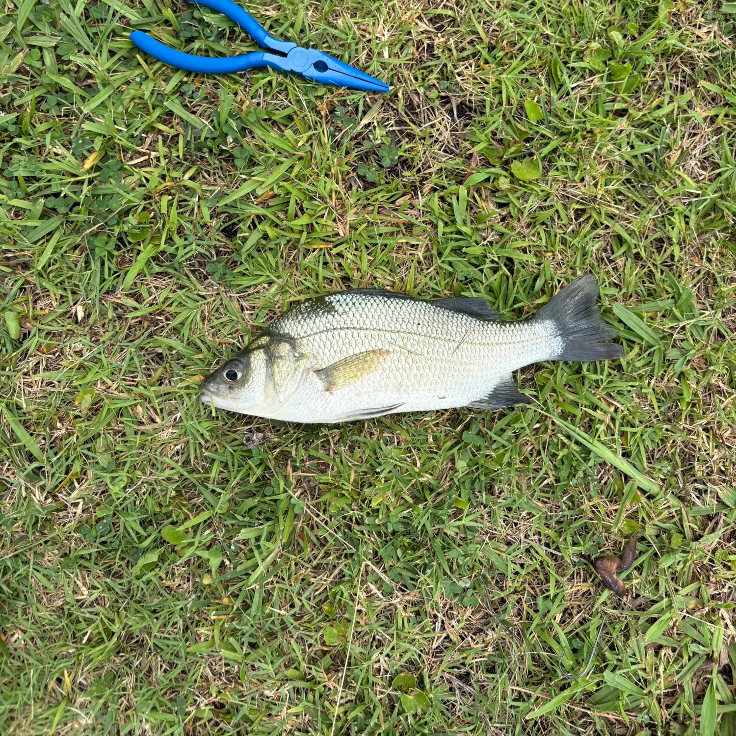 White perch caught on Fishbrain