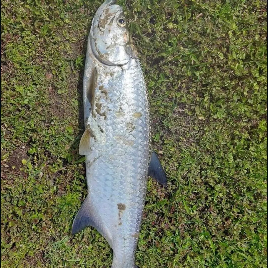 Tarpon caught on Fishbrain