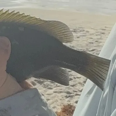 Opaleye caught on Fishbrain