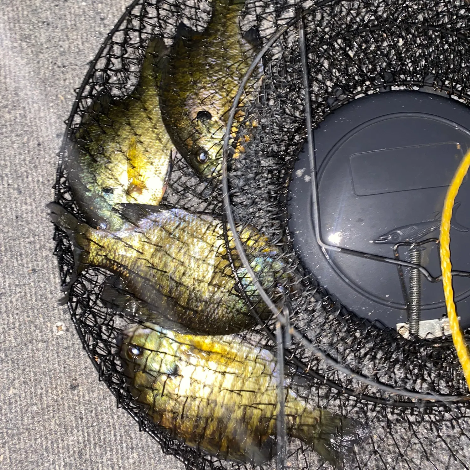 Bluegill caught on Fishbrain