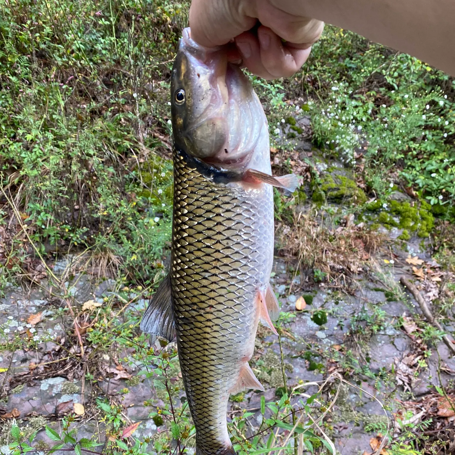 Fallfish caught on Fishbrain