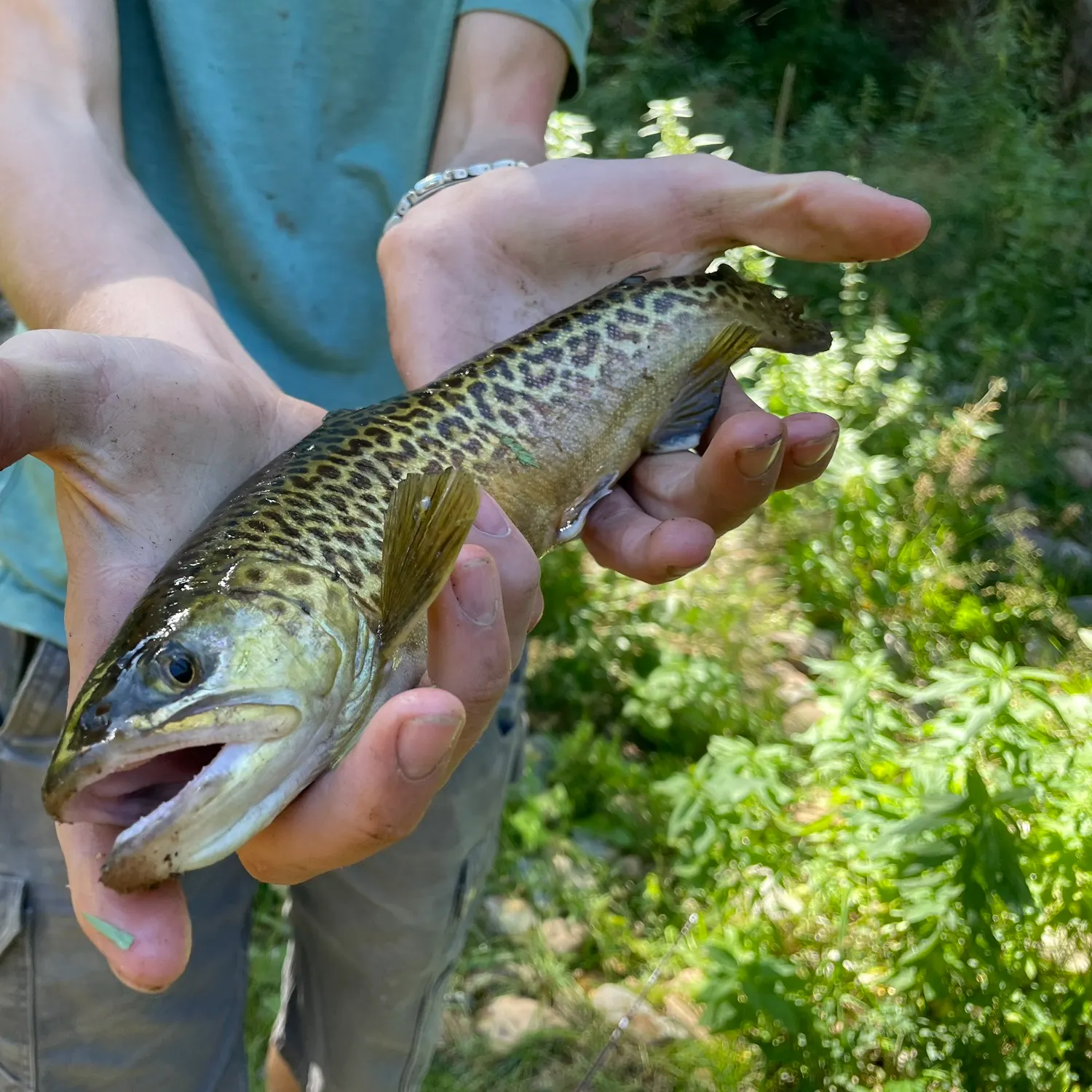 Tiger trout caught on Fishbrain