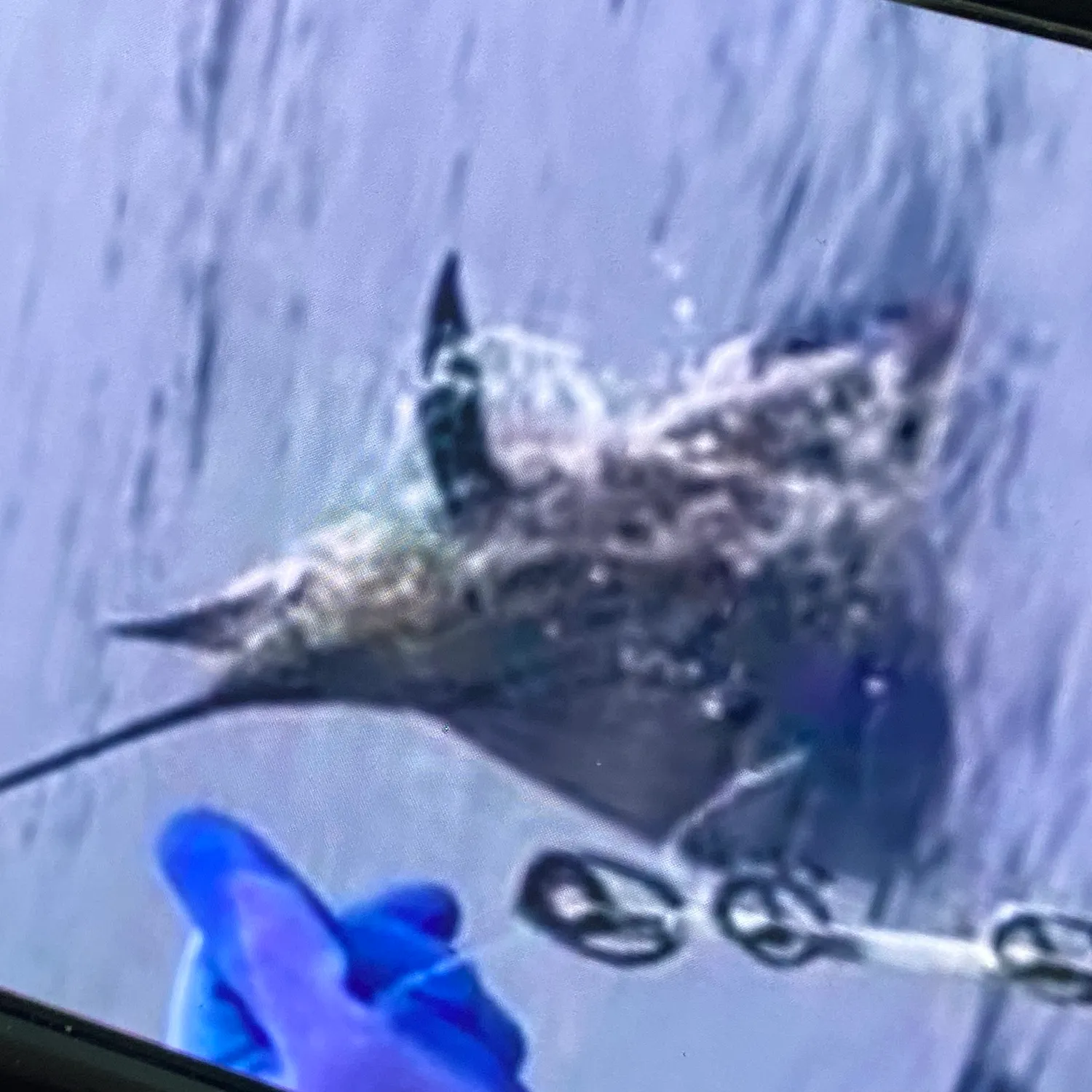 Fish caught on Fishbrain