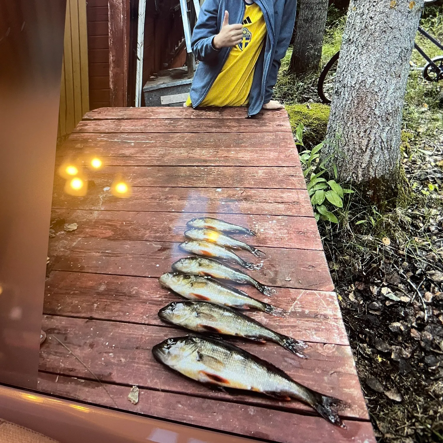 The most recent European perch catches on Fishbrain