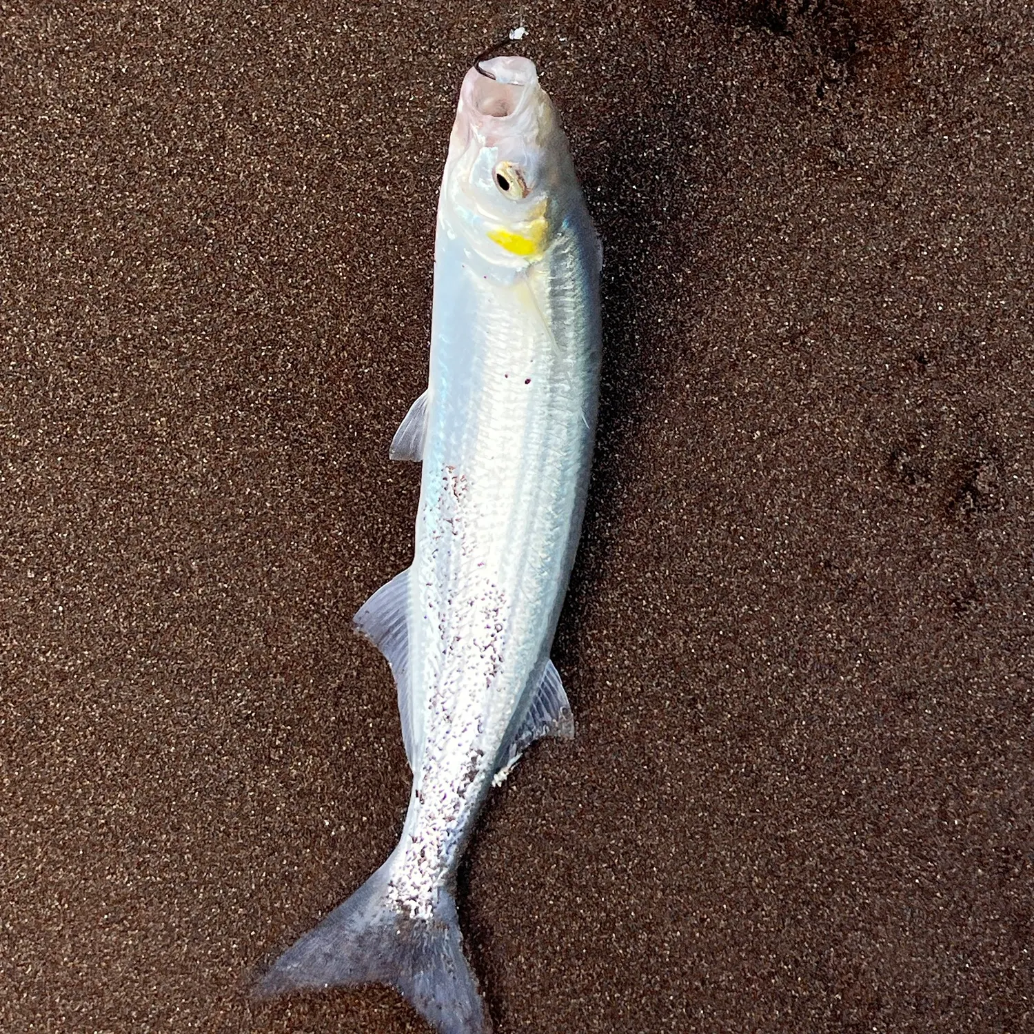 Jack silverside caught on Fishbrain