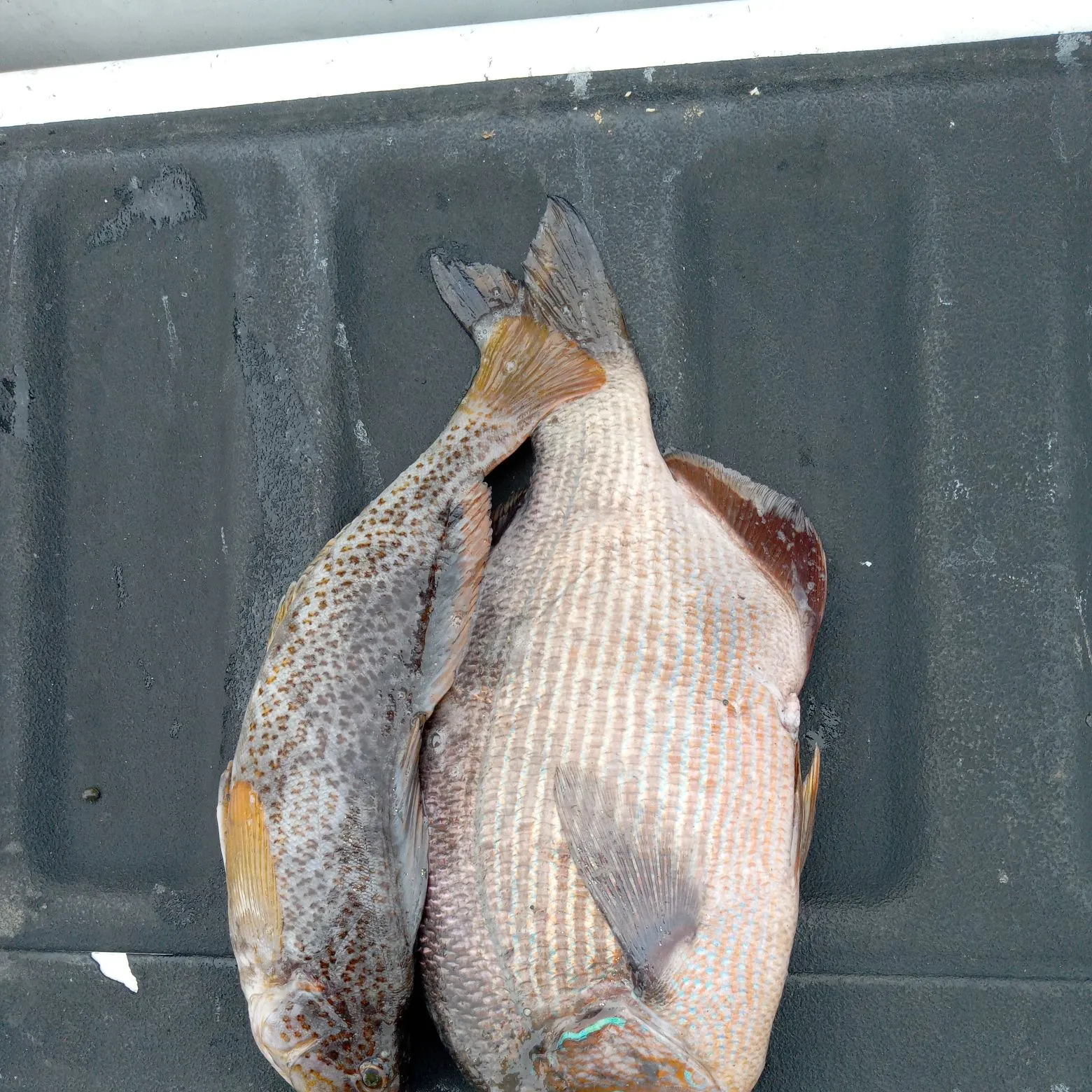 The most recent Striped seaperch catches on Fishbrain