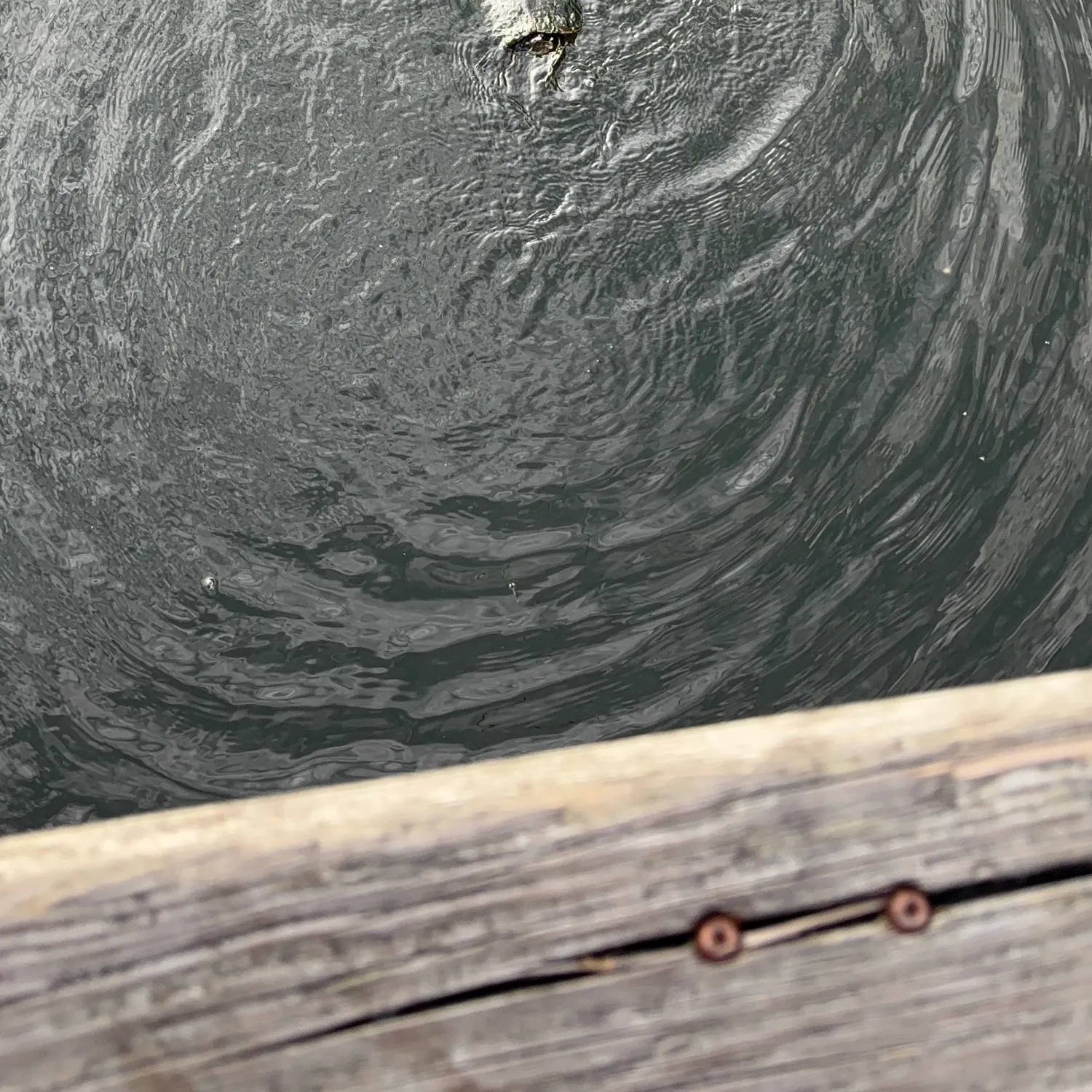 Fish caught on Fishbrain