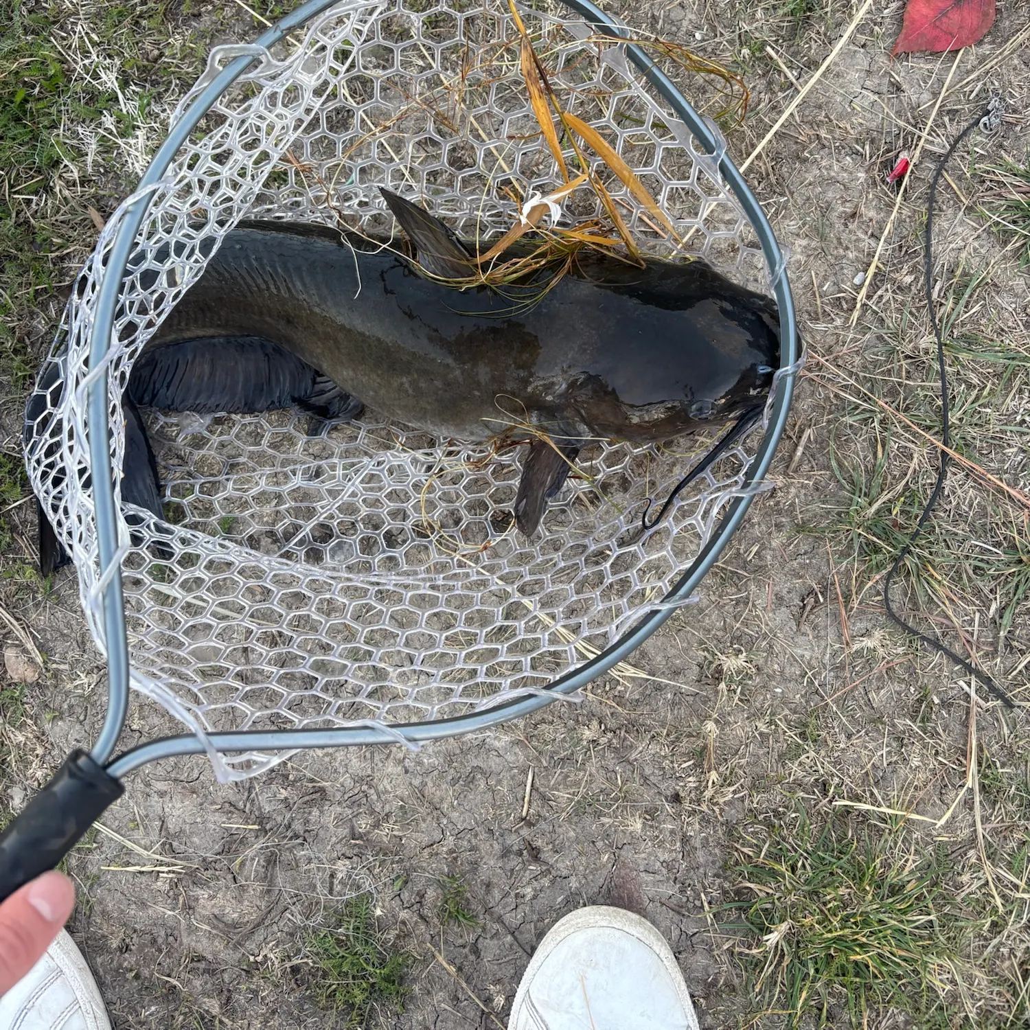 Black bullhead caught on Fishbrain