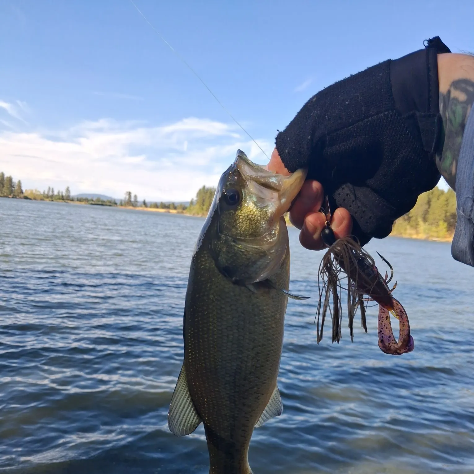 Largemouth bass caught on Fishbrain
