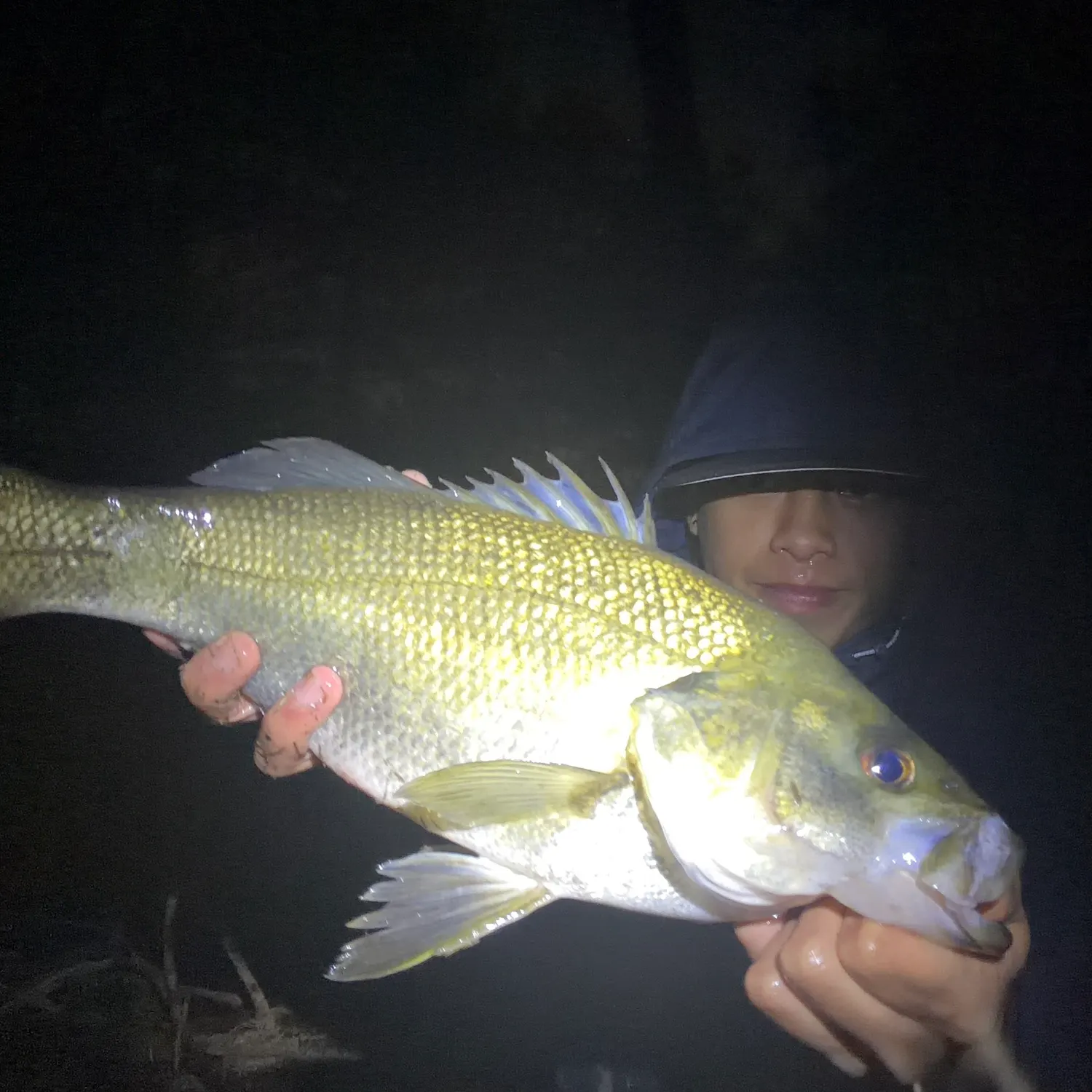 Australian bass caught on Fishbrain