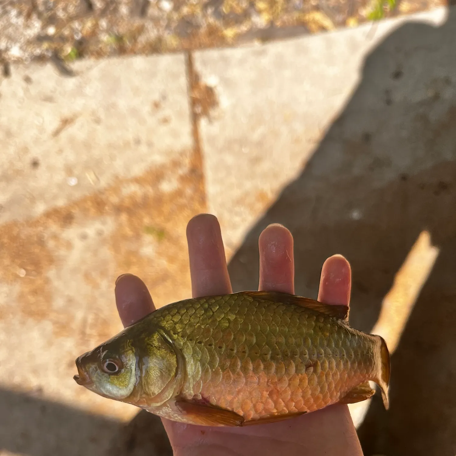 Green sunfish caught on Fishbrain