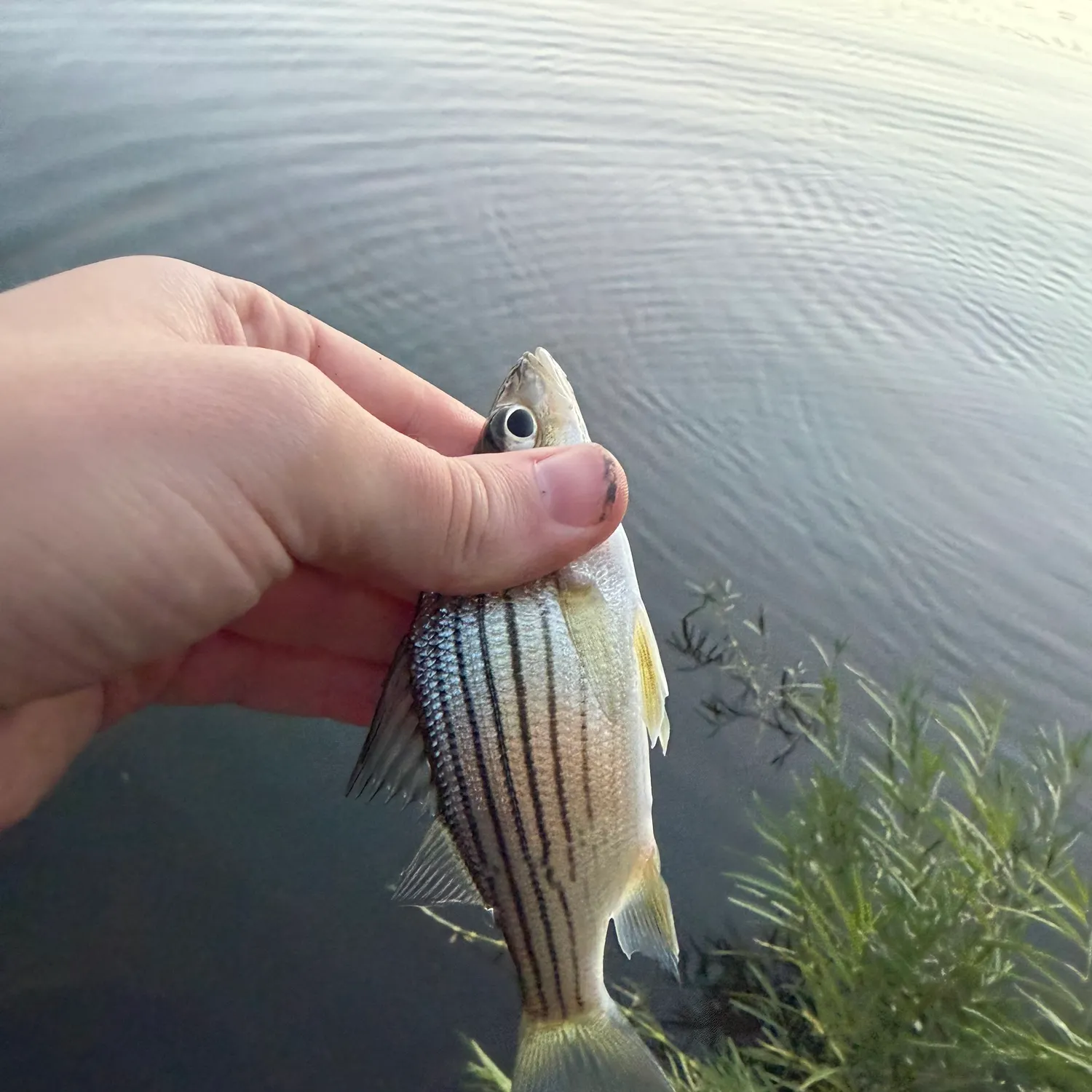 Yellow bass caught on Fishbrain