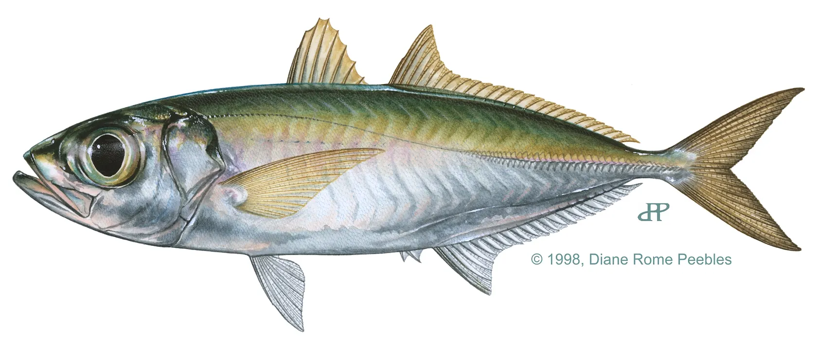 Bigeye scad