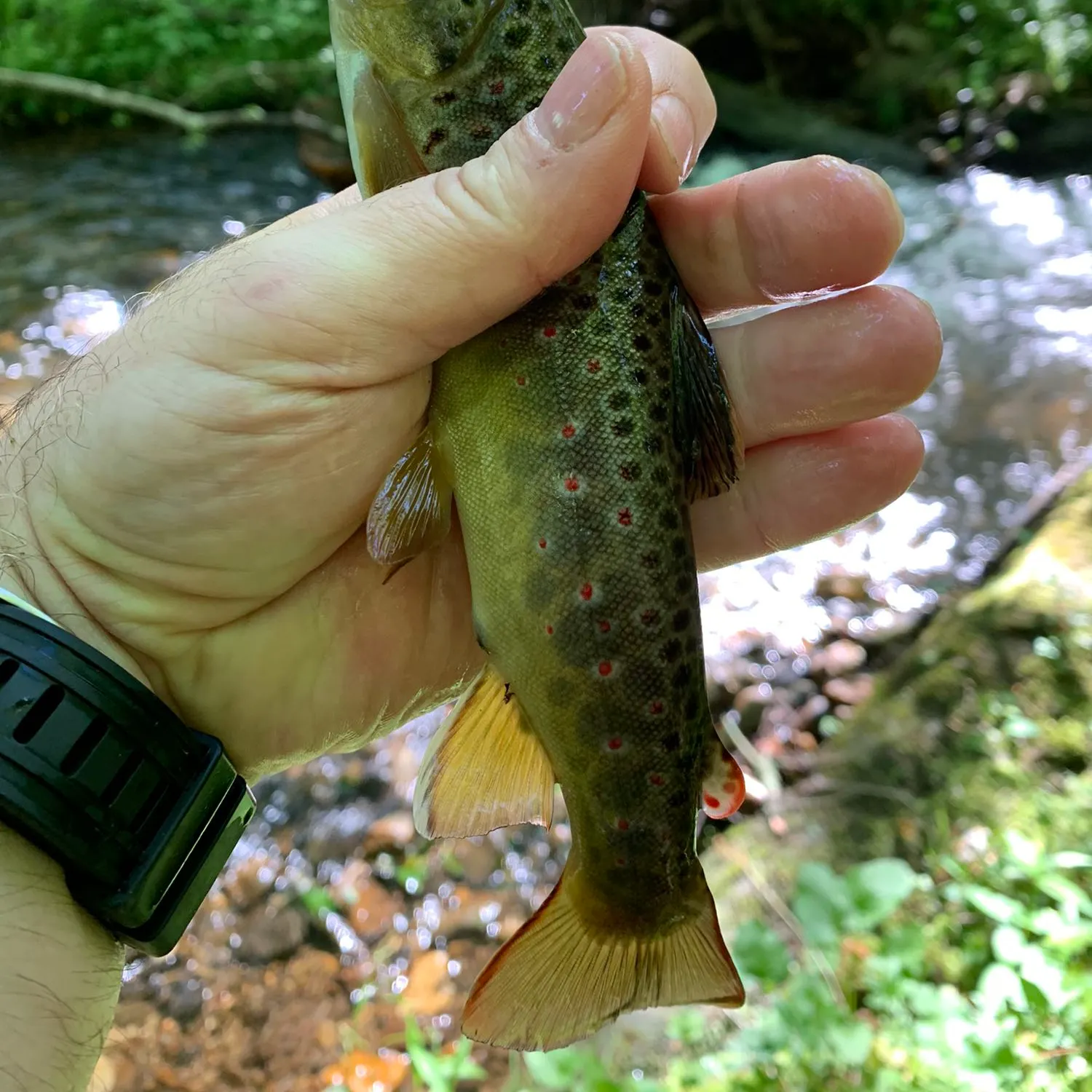 recently logged catches