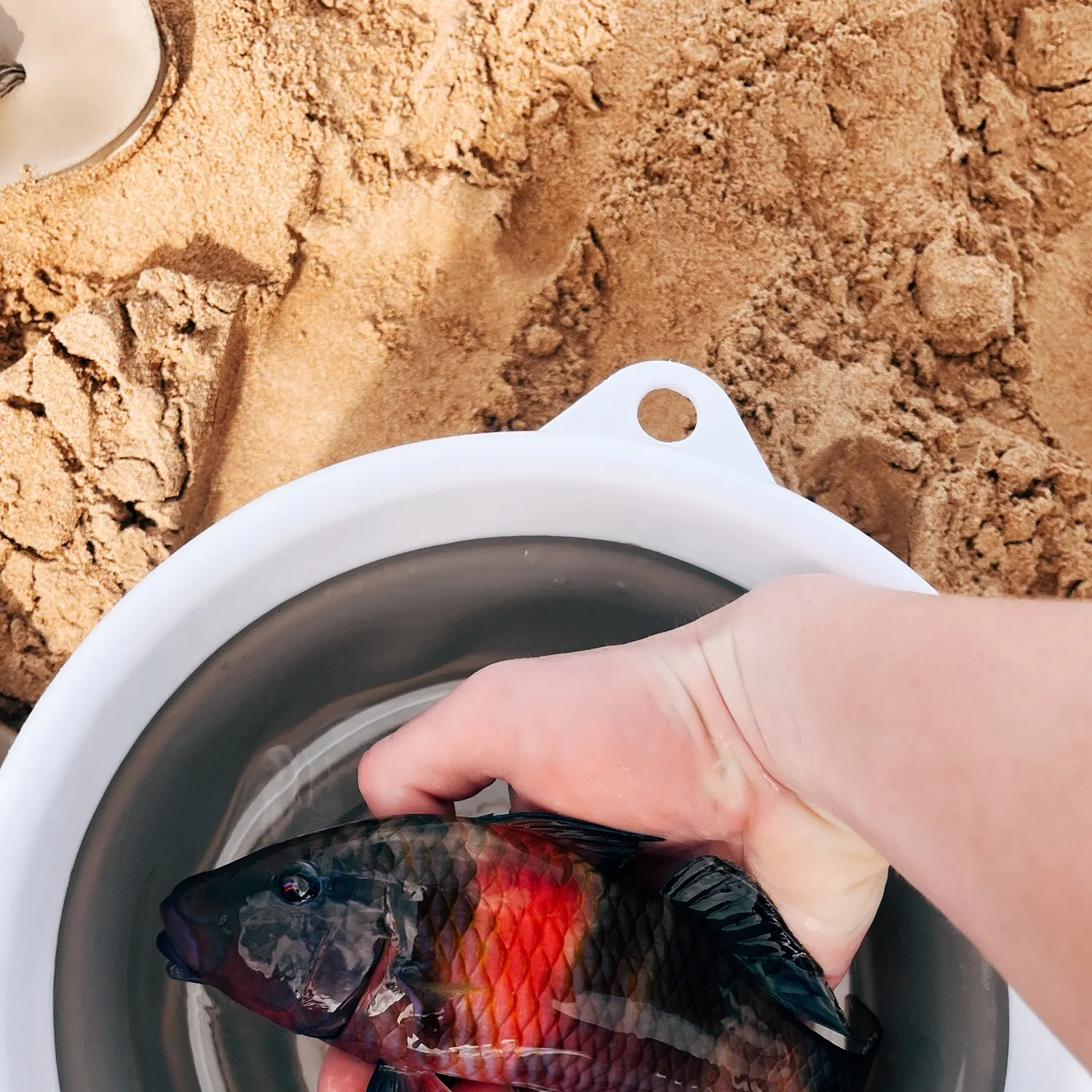 The most recent Manybar goatfish catches on Fishbrain