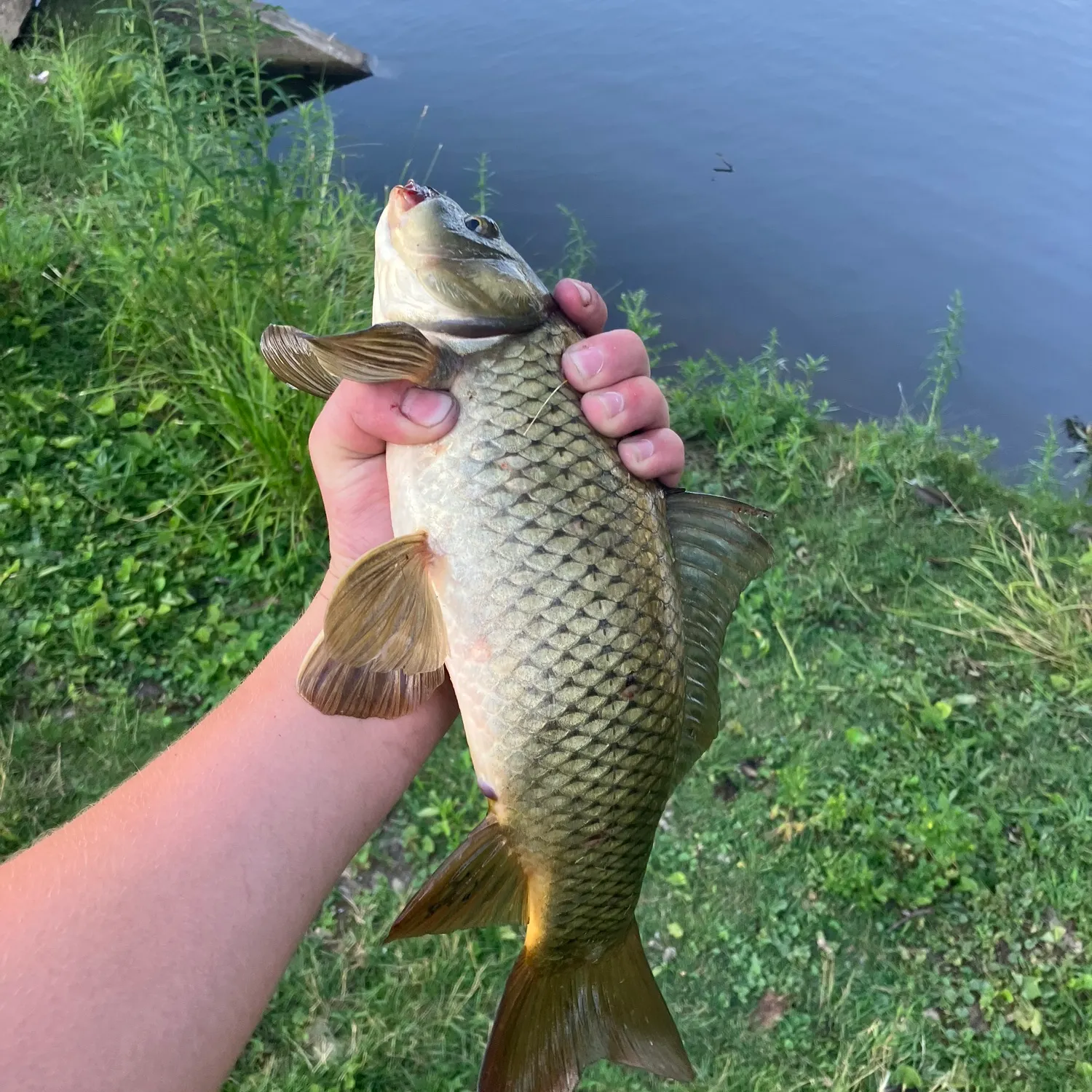 The most recent Common carp catches on Fishbrain