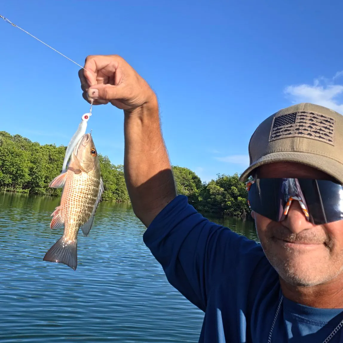 Mangrove snapper caught on Fishbrain