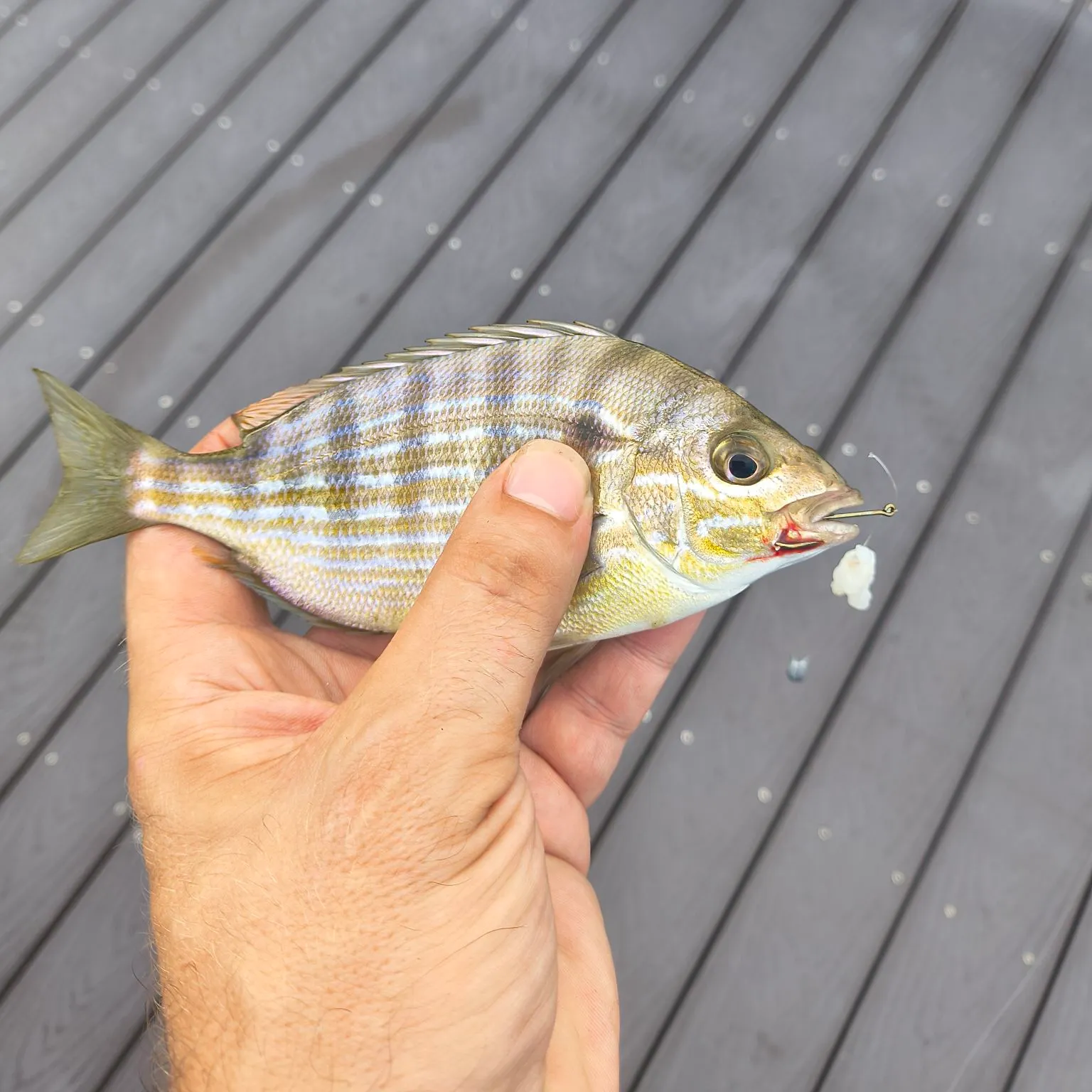 Pinfish caught on Fishbrain