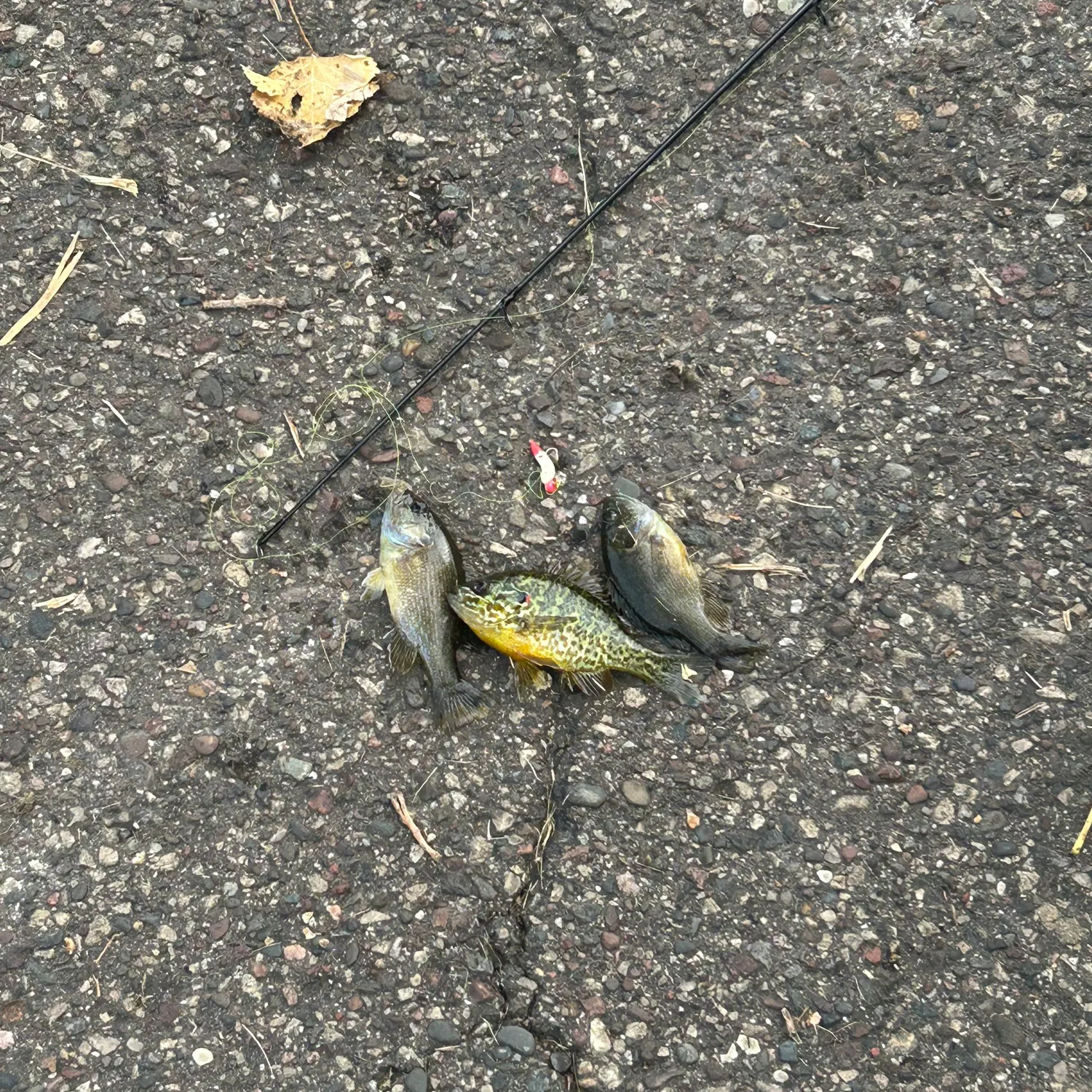 recently logged catches