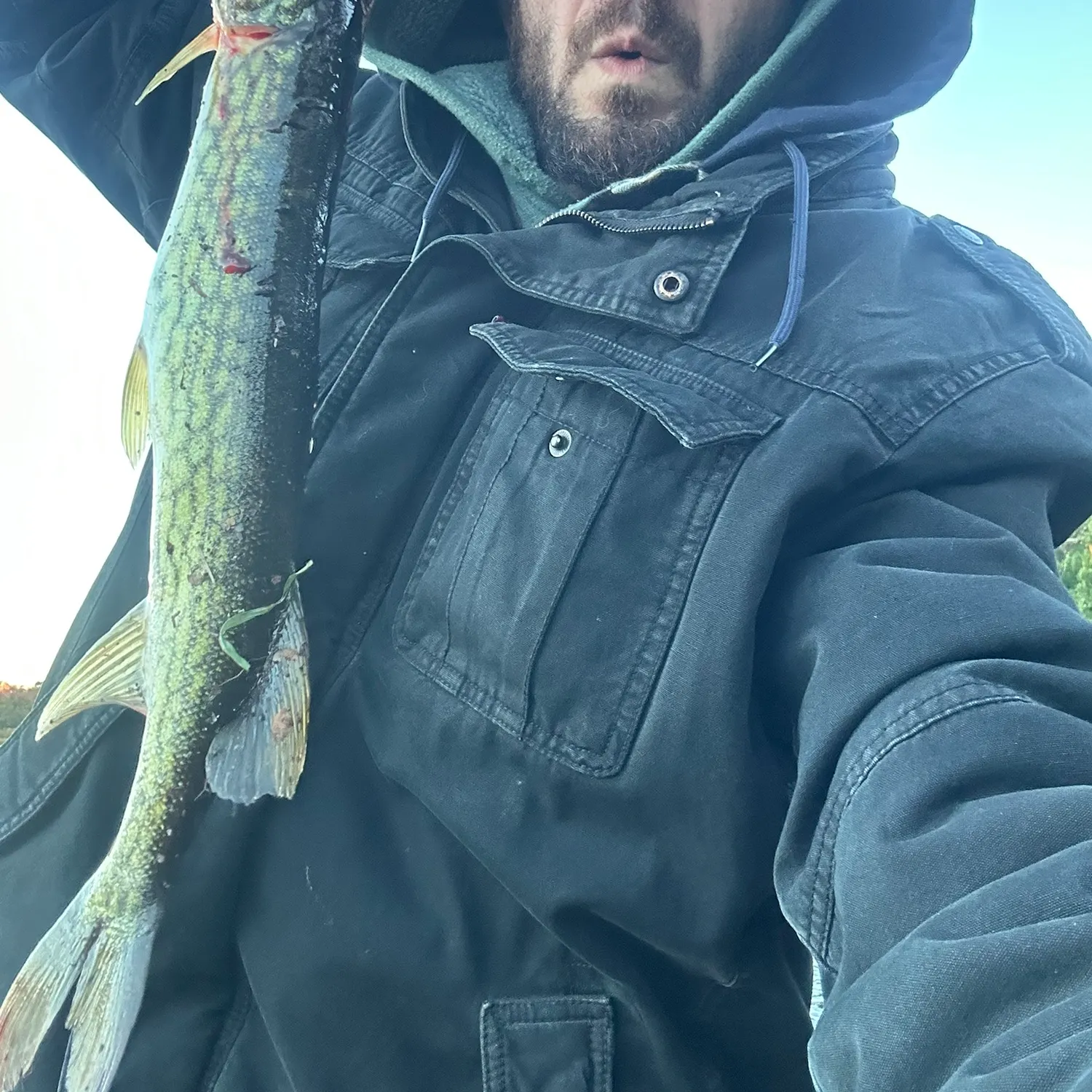 Chain pickerel caught on Fishbrain