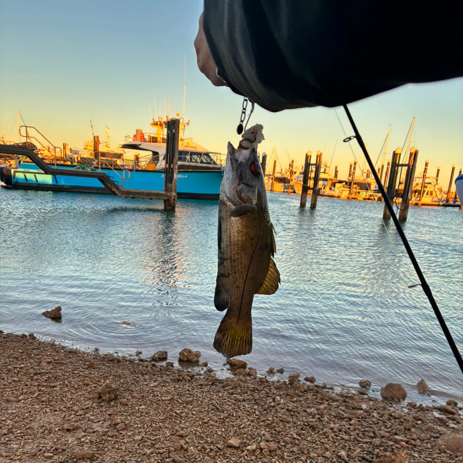 Japanese meagre caught on Fishbrain