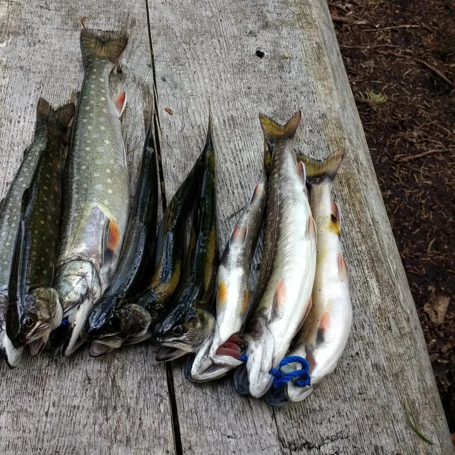 recently logged catches