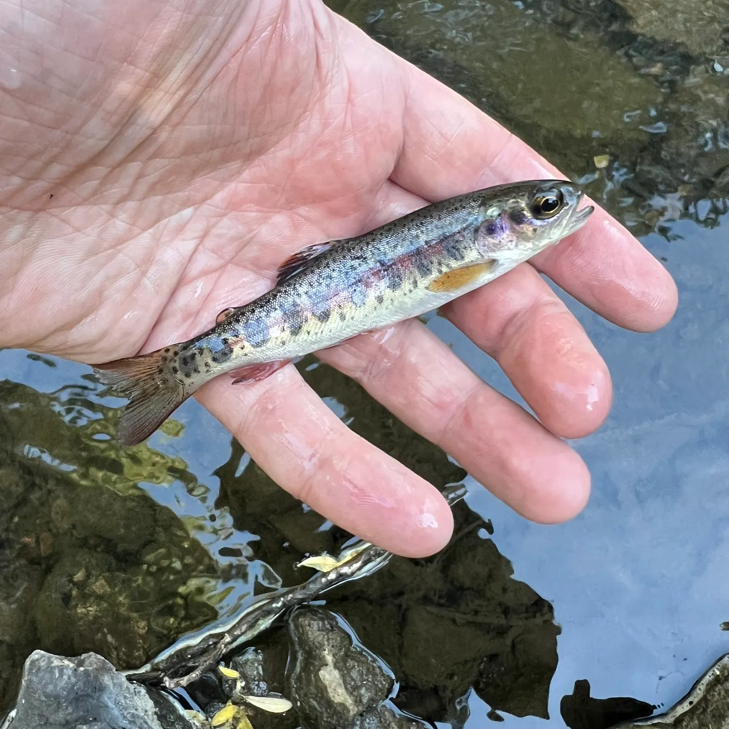 The most recent Goose Lake Redband Trout catches on Fishbrain