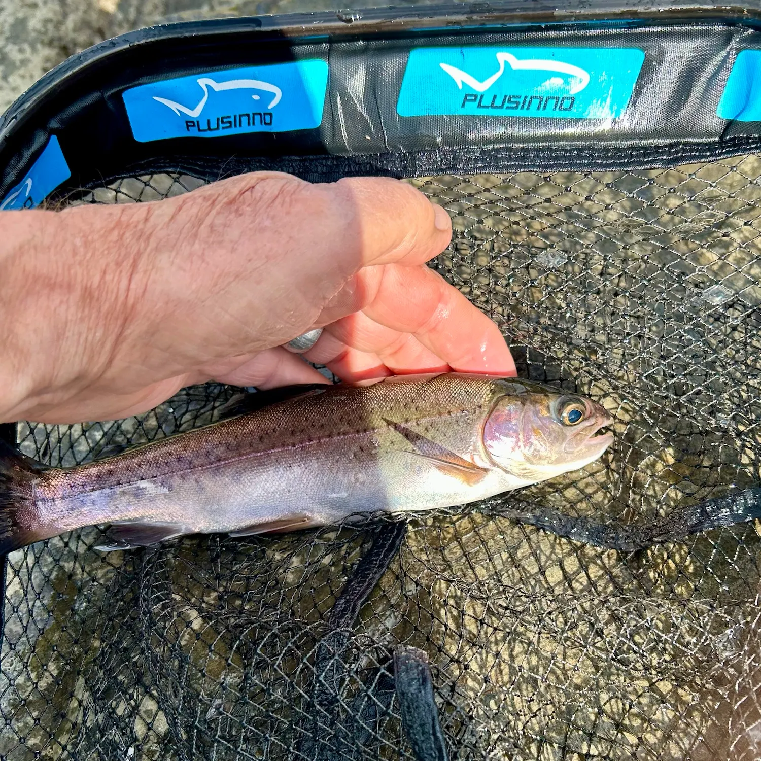 Rainbow trout caught on Fishbrain