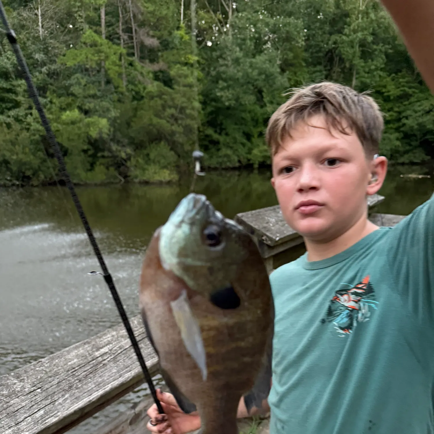 Bluegill caught on Fishbrain