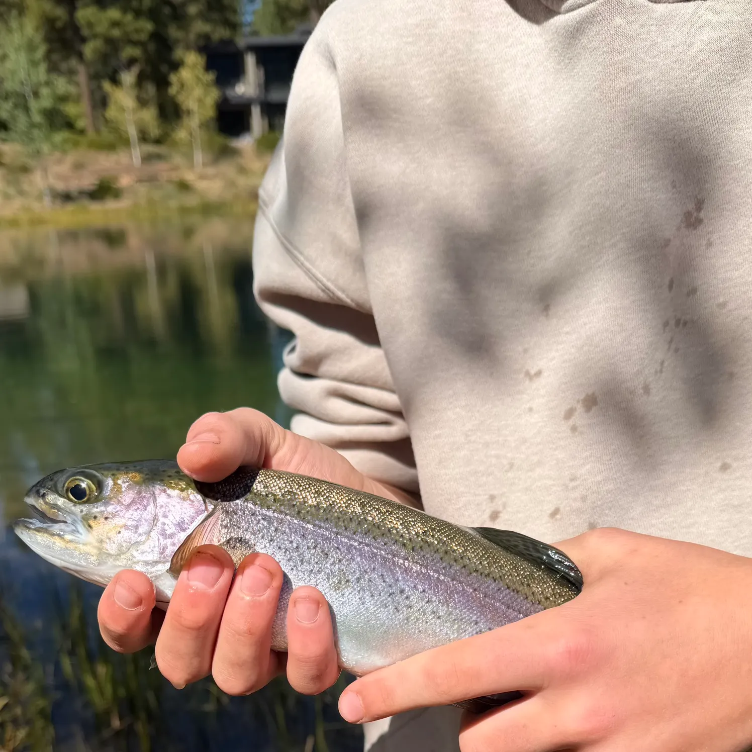 Rainbow trout caught on Fishbrain