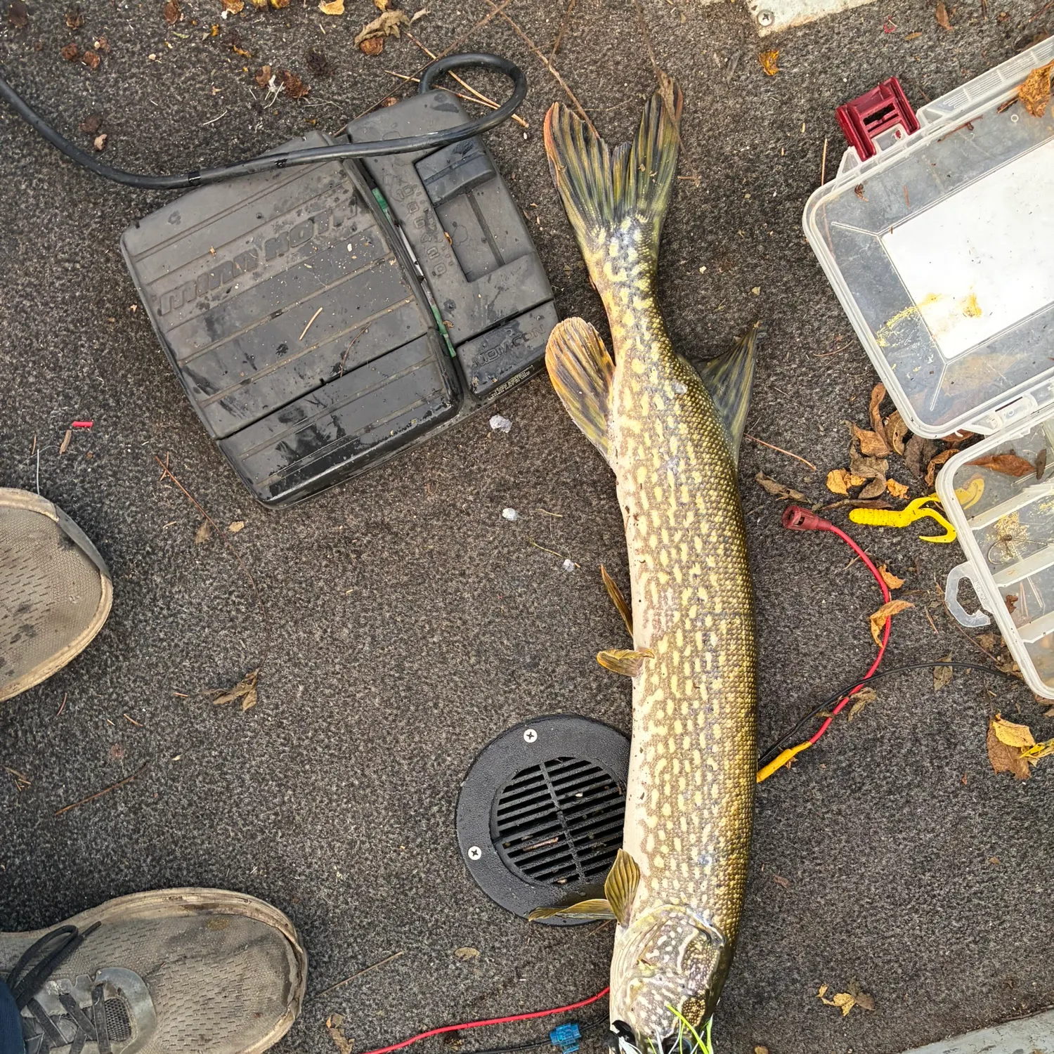 Northern pike caught on Fishbrain
