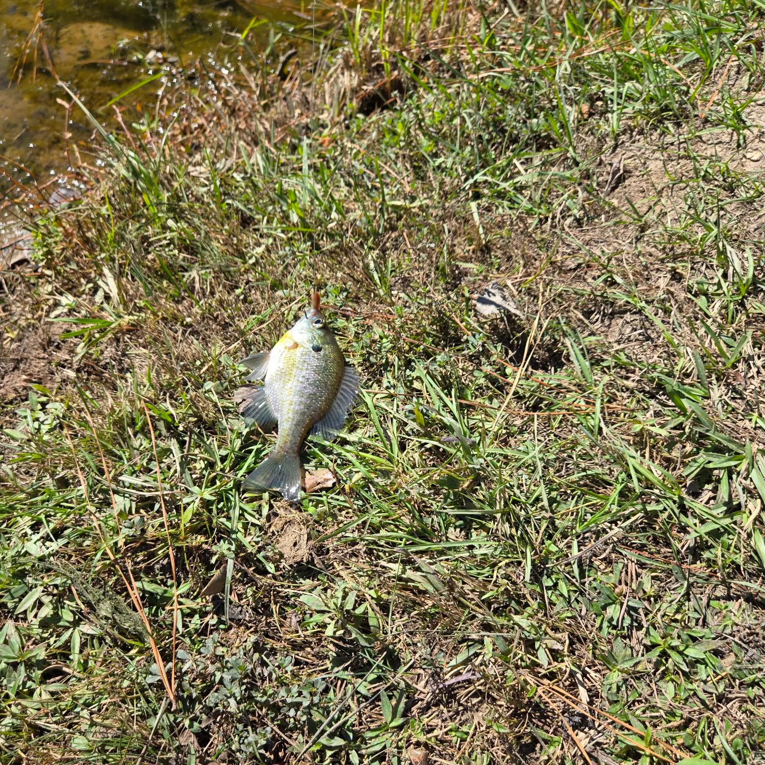 Bluegill caught on Fishbrain