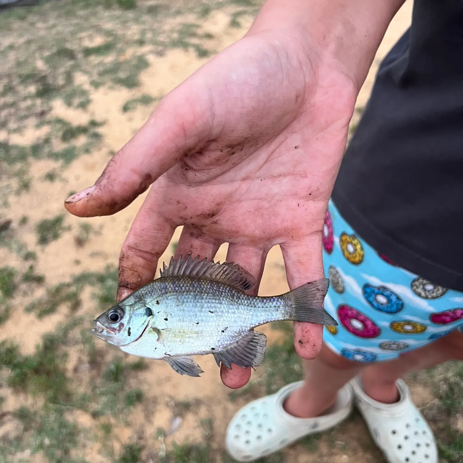 Bluegill caught on Fishbrain