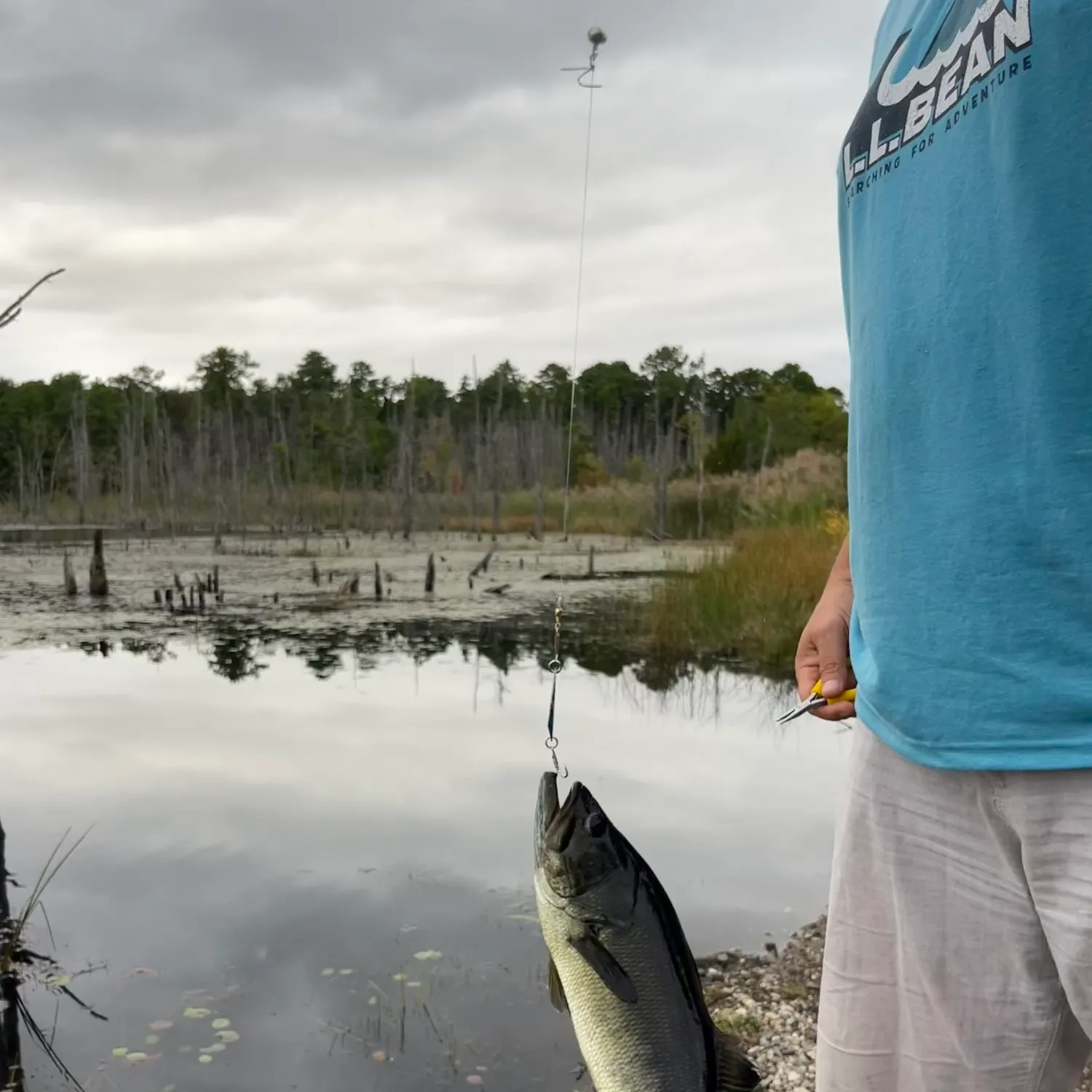 Largemouth bass caught on Fishbrain