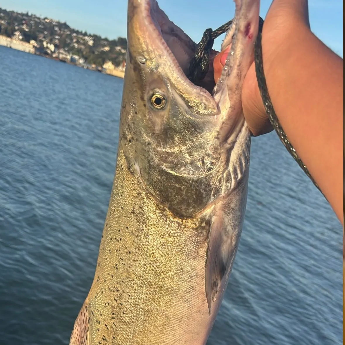 Chinook salmon caught on Fishbrain