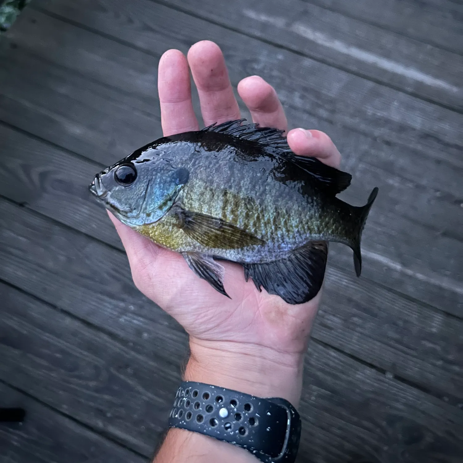 Bluegill caught on Fishbrain