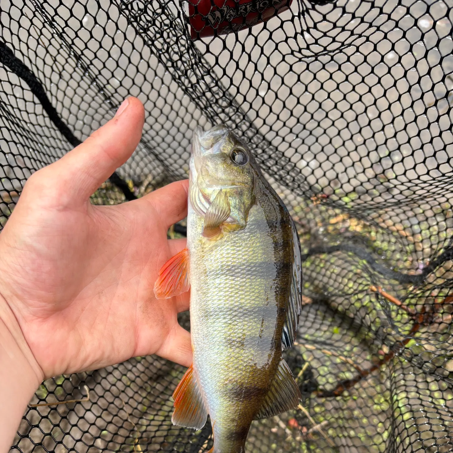 European perch caught on Fishbrain