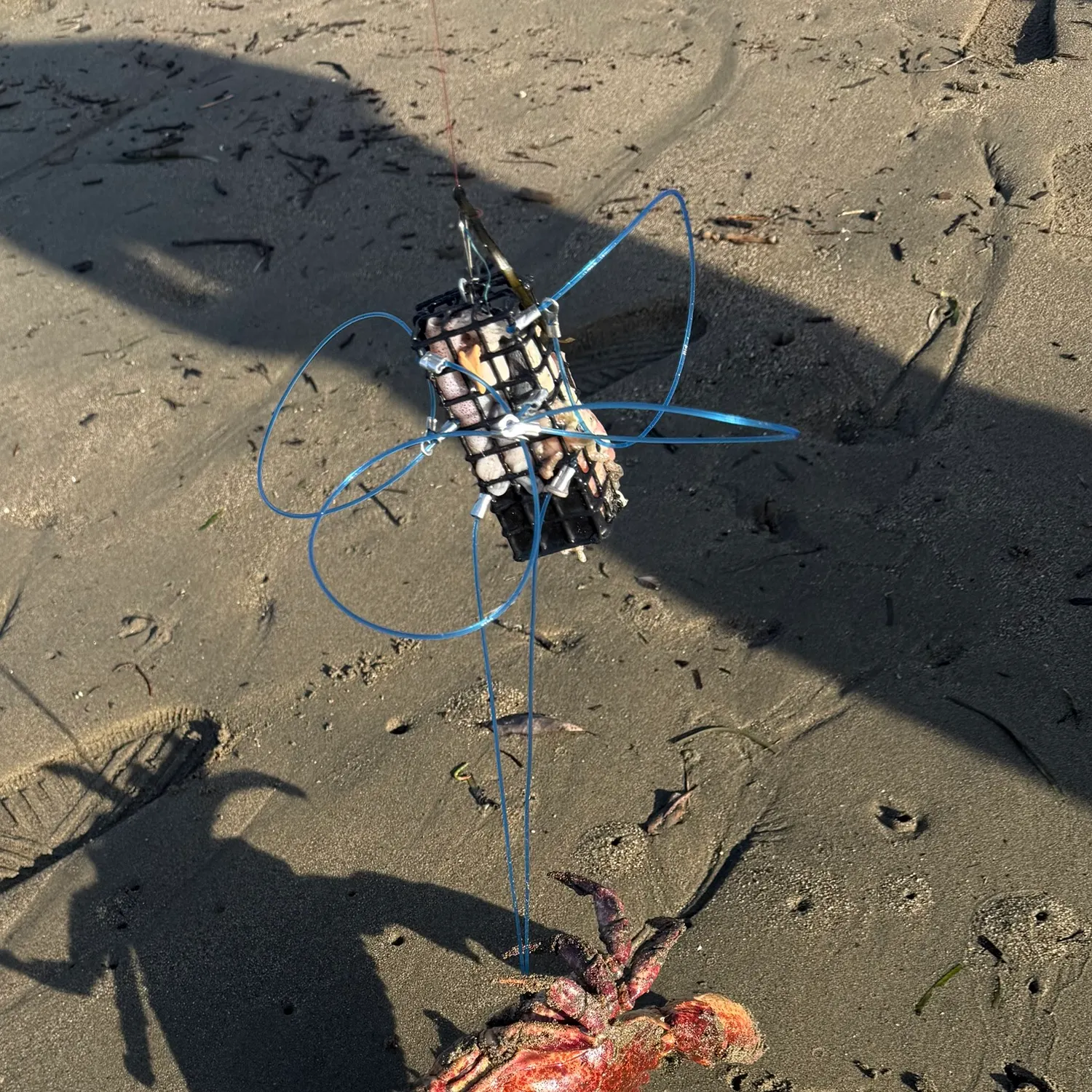 The most recent Dungeness crab catches on Fishbrain
