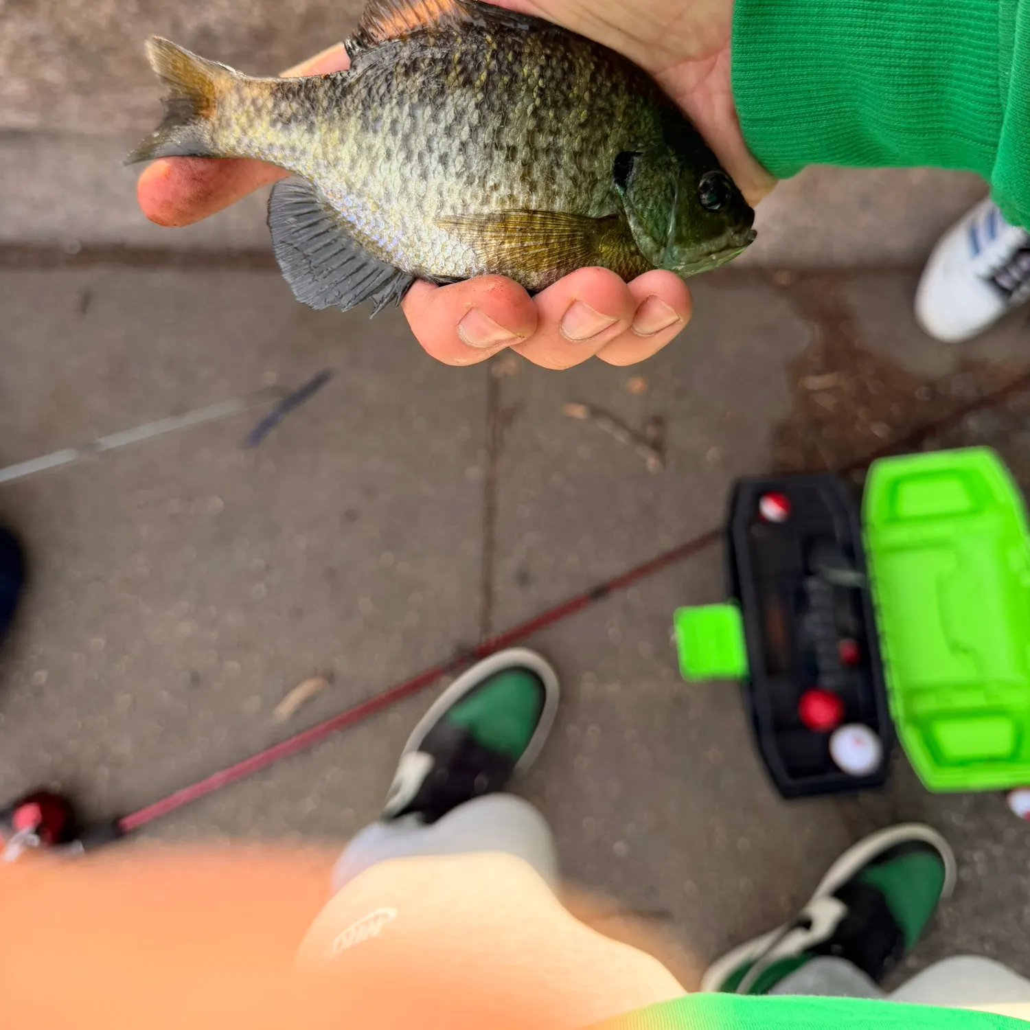 recently logged catches